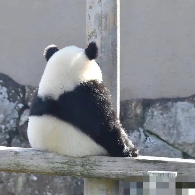 电信卡29元永久套餐大揭秘！长期资费、固定月租、500M黄金网速（流量卡合集）